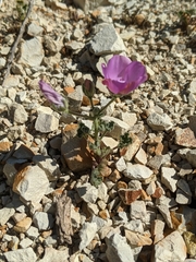 Eremalche parryi kernensis