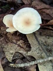 Clitocybe regularis