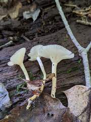 Clitocybe regularis
