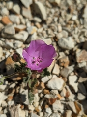 Eremalche parryi kernensis