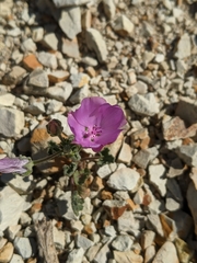 Eremalche parryi kernensis