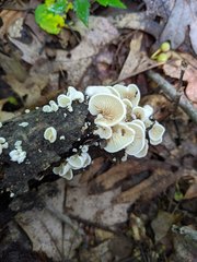 Crepidotus vulgaris