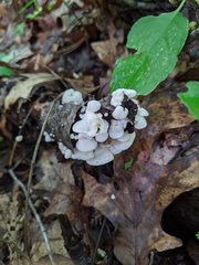 Crepidotus vulgaris