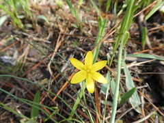 Hypoxis juncea