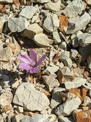 Eremalche parryi kernensis