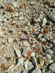 Eremalche parryi kernensis