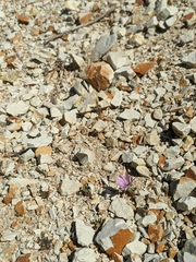 Eremalche parryi kernensis