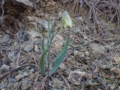 Fritillaria mughlae