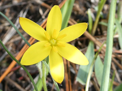 Hypoxis juncea