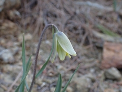 Fritillaria mughlae