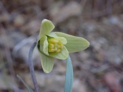 Fritillaria mughlae