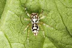 Phintelloides versicolor