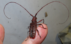 Monochamus alternatus