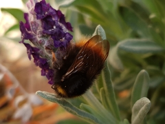Bombus pratorum