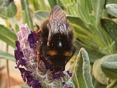 Bombus pratorum