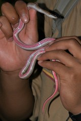 Liophidium rhodogaster