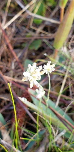 Southern bluethread (Burmannia capitata)