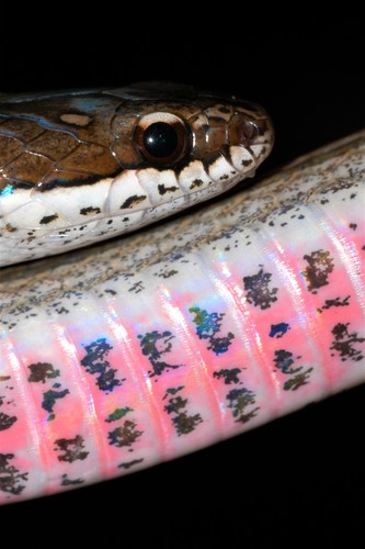 Gold-collared Snake
