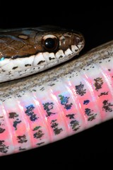 Liophidium rhodogaster