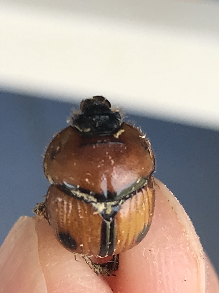 Bolbocerosoma biplagiatum