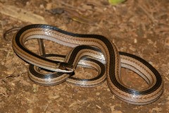 Liophidium rhodogaster