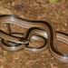 Gold-collared Snake - Photo no rights reserved, uploaded by Marius Burger