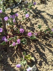 Eremalche parryi kernensis