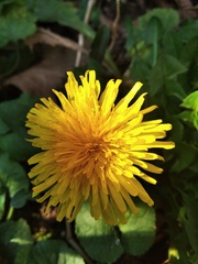 Taraxacum
