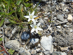 Ornithogalum