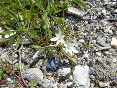 Ornithogalum