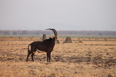 Hippotragus niger roosevelti
