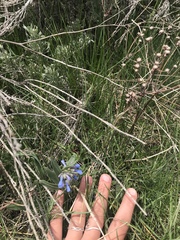 Mertensia oblongifolia