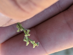 Pectocarya anisocarpa