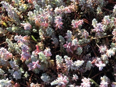 Chenolea diffusa