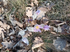 Pulsatilla grandis