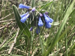 Mertensia oblongifolia