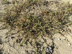 Pectocarya anisocarpa