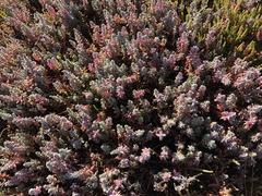 Chenolea diffusa