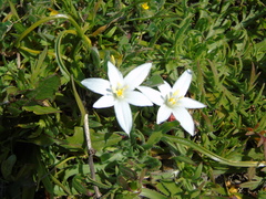 Ornithogalum