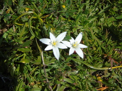 Ornithogalum