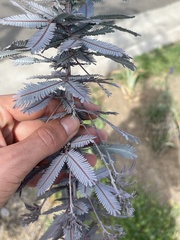 Acacia baileyana