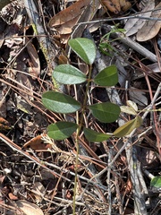 Galactia elliottii