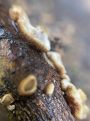 Exidiopsis leucophaea