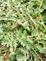 Erodium