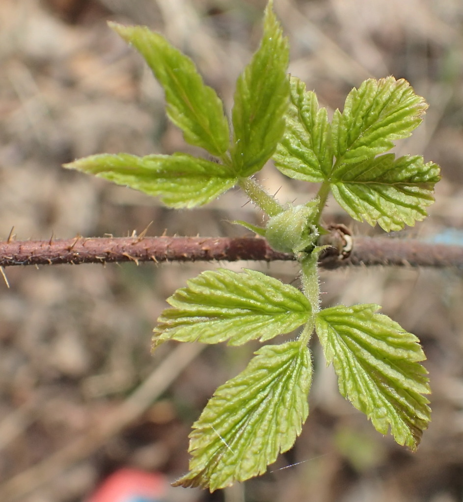 Salmonberry from North Star, Anchorage, AK 99503, USA on May 13, 2018