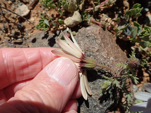 Image of Dimorphotheca pinnata by no rights reserved