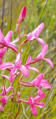 Disa gladioliflora