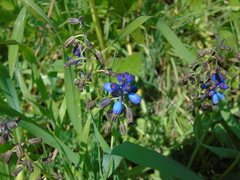 Bellevalia dubia boissieri
