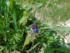 Bellevalia dubia boissieri