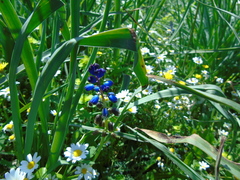 Bellevalia dubia boissieri
